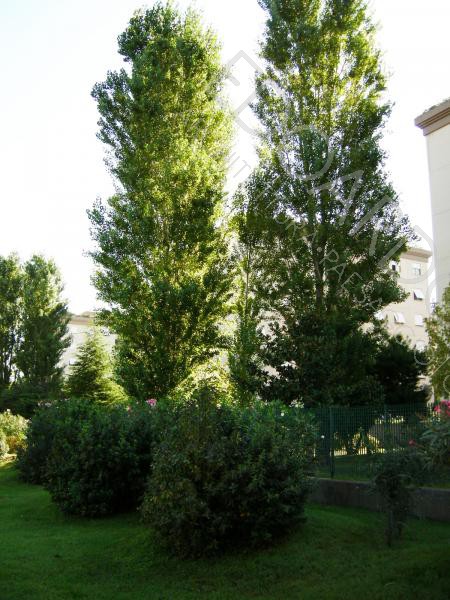 Dettaglio area centrale